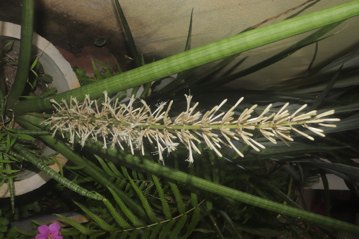 Dracaena angolensis (Welw. ex Carrière) Byng & Christenh.